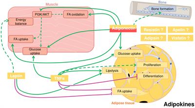 Recent advances in the crosstalk between adipose, muscle and bone tissues in fish